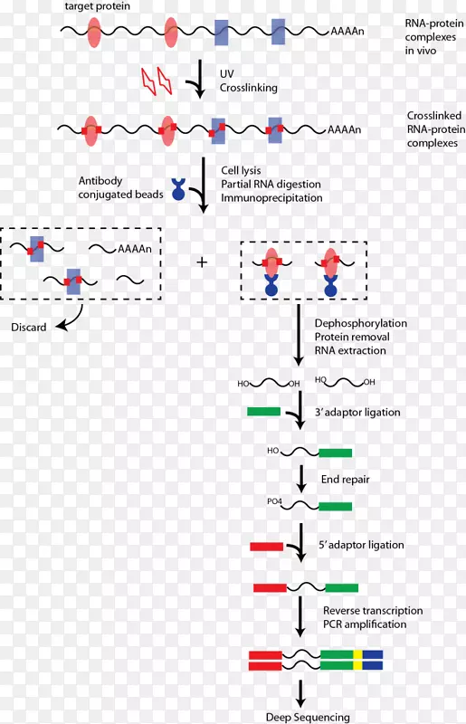 �ߵ��������-������