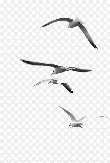 ��Ȼ��Ӱ�ڰ���Ⱥ-������