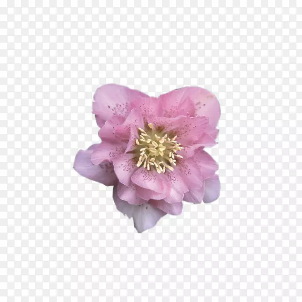 õ�������ֲ��ĵ��ӣ��õ��-������