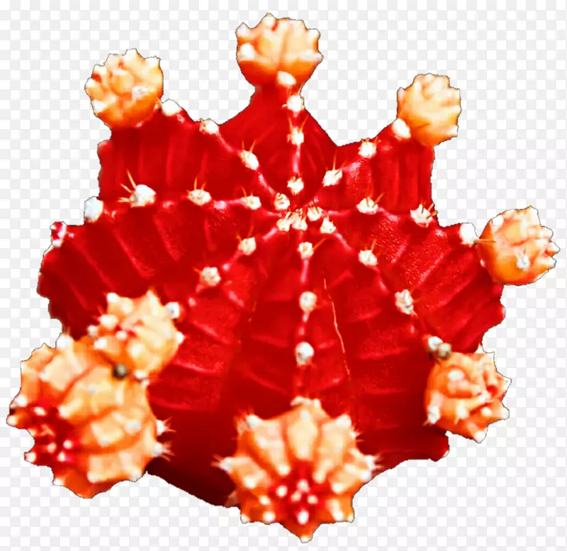 ʥ��װ��Ʒ-ʥ����-������