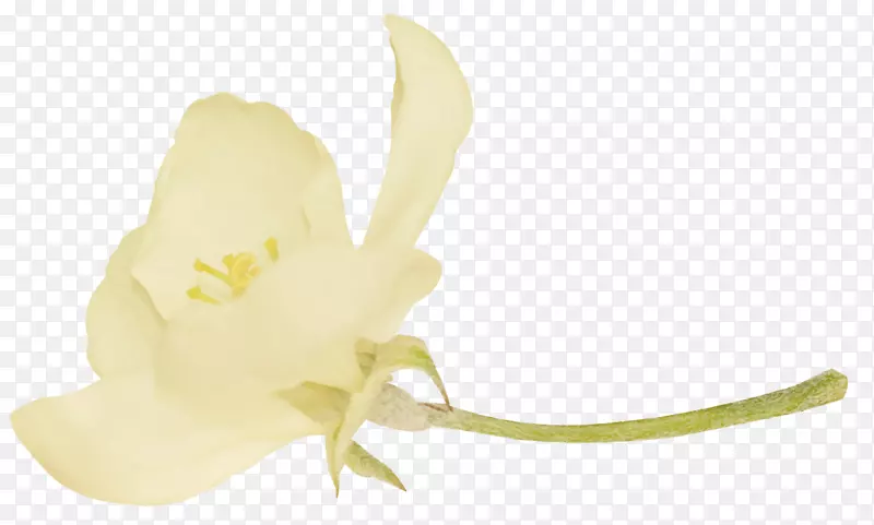 ����������Ի��ݱ�ֽ�����㻨-������