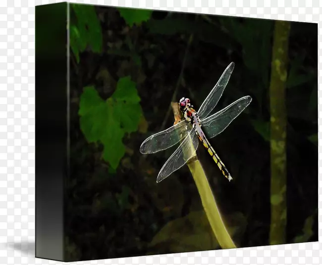 ����-����-������