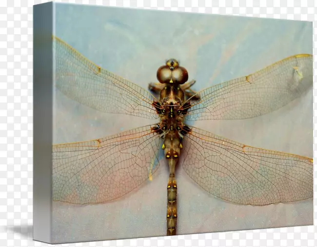 ����-����-������