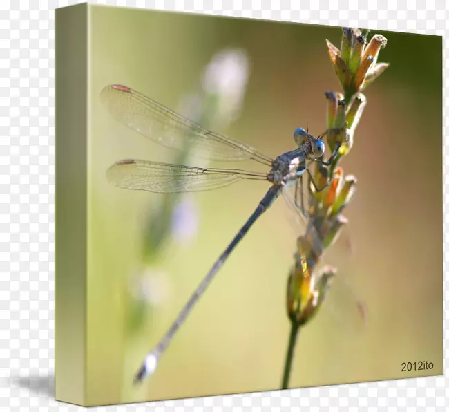 ������������Ӱ.����-������