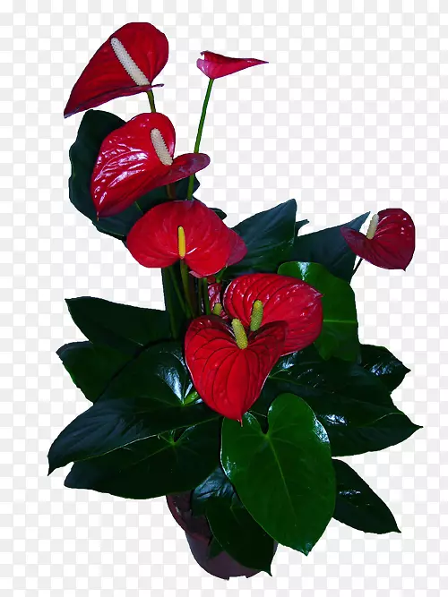 ��������л�ֲ�ﻨ��-������