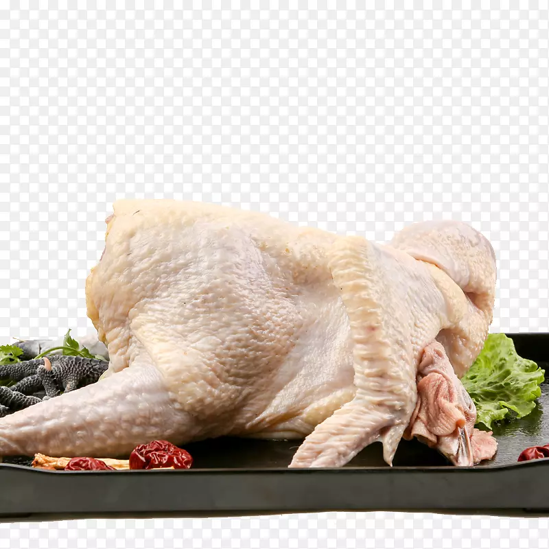 ��������ṩ��ʳ��-һֻ�γ��ļ�-������