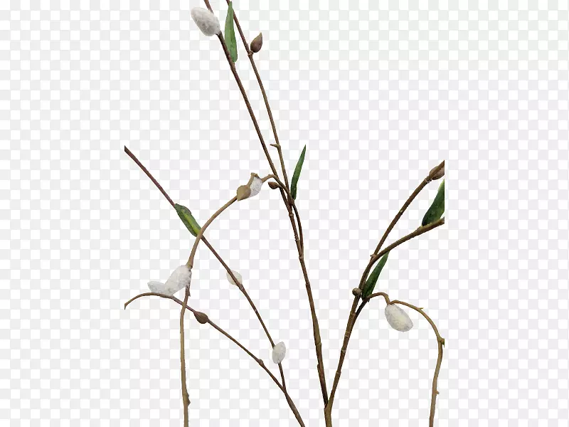 С֦���л�ֲ�ﾥѿ��������-������