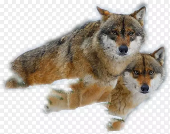 ����ţȮ��ķ����Ȯ����С��������-С��-������