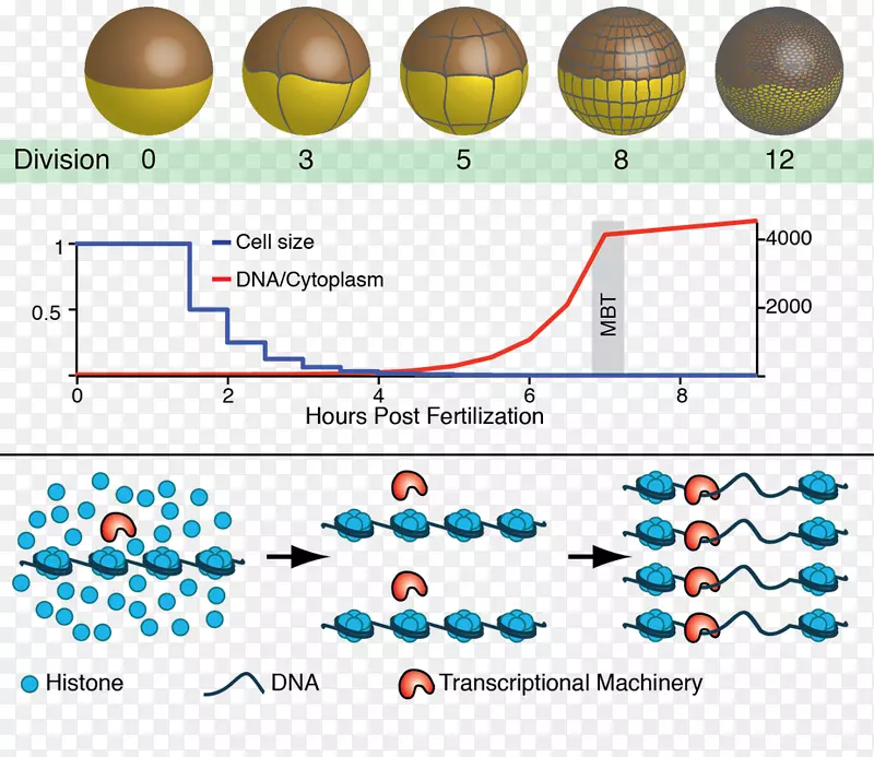 ֱ�ߵ���-������