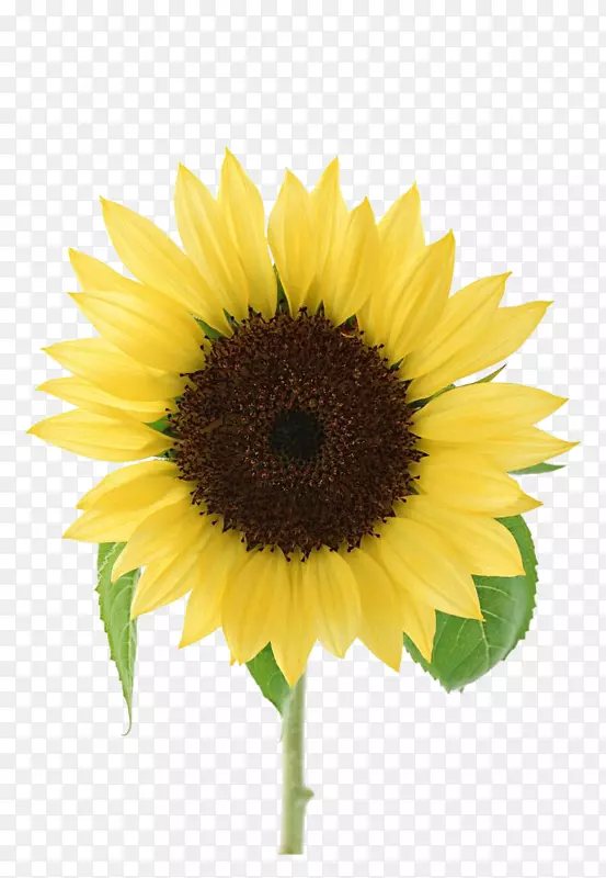 �򵥵����տ���Χ-������