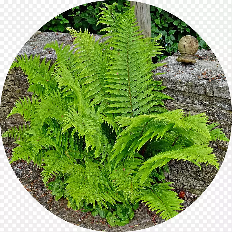 ����ާ��ֲ��-������