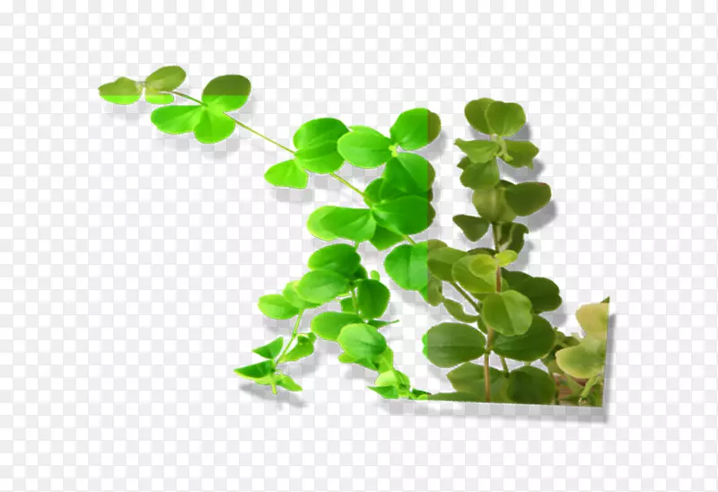 ��Ҷ��-������