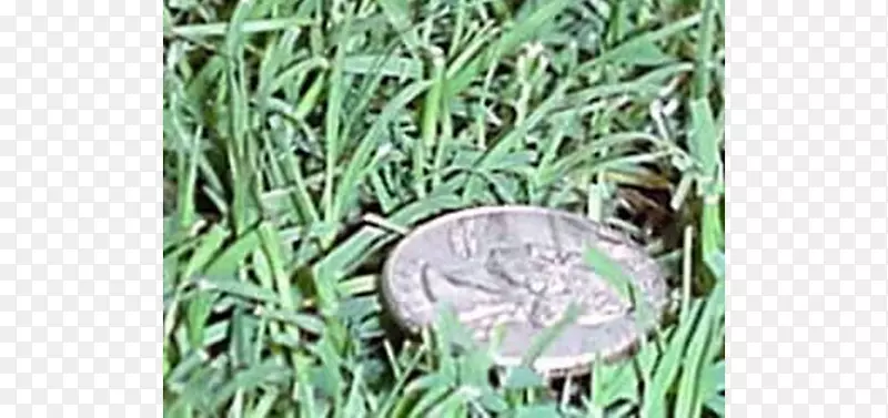 ����Ʒ�ݱ�ֲ��ݴֲ�����-������