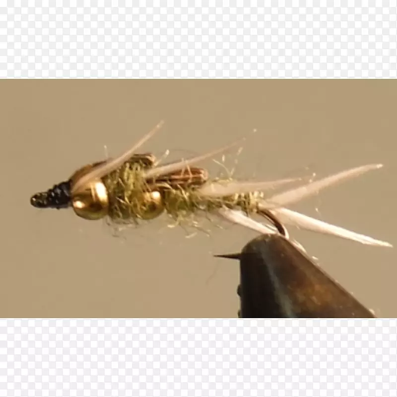 �����˹�Ӭ-������