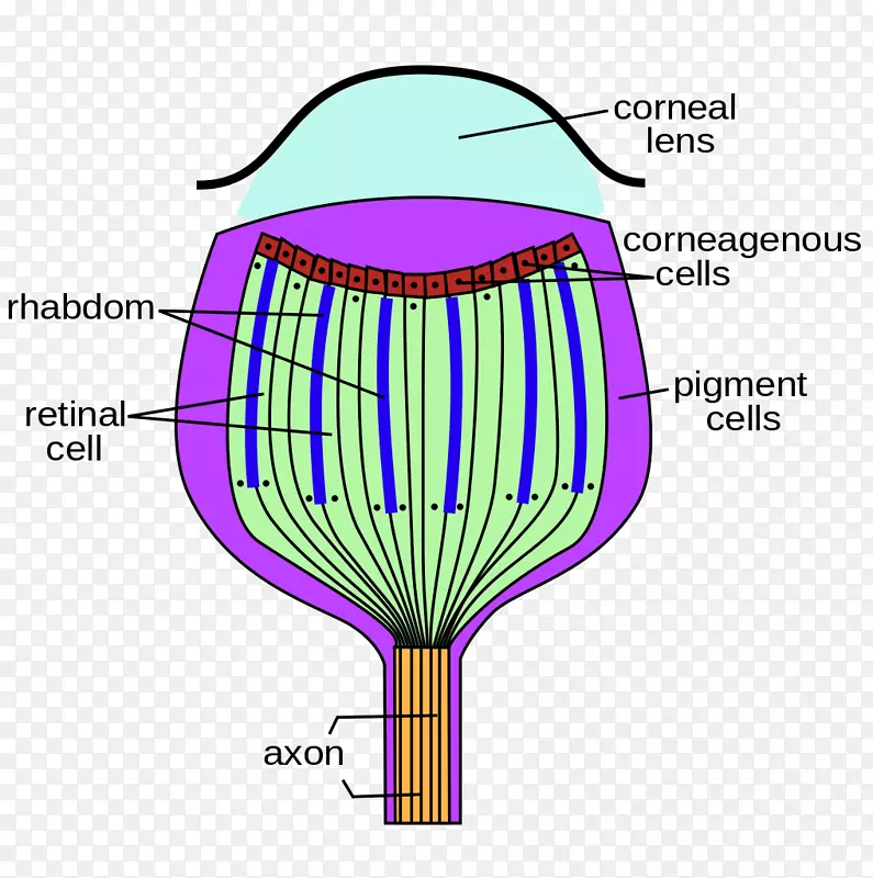 ������̬����ĤС������-������
