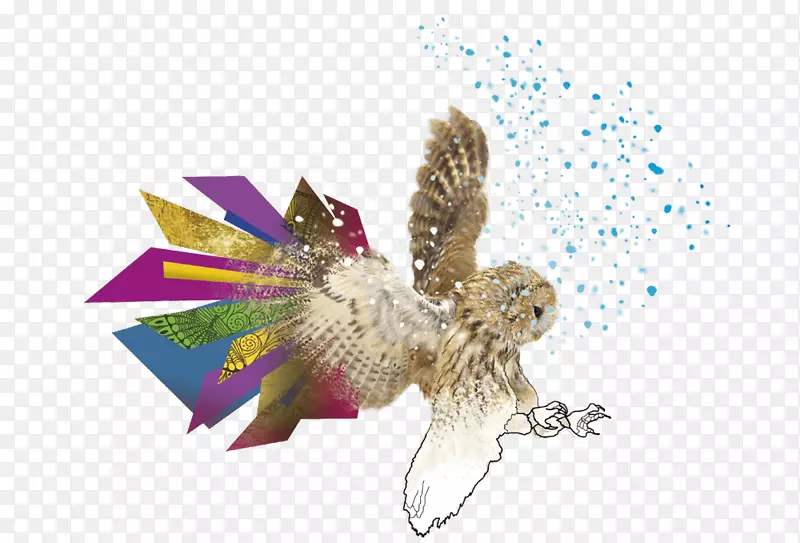 ӥ��èͷӥ�����洫���ߣ��ӥ-������