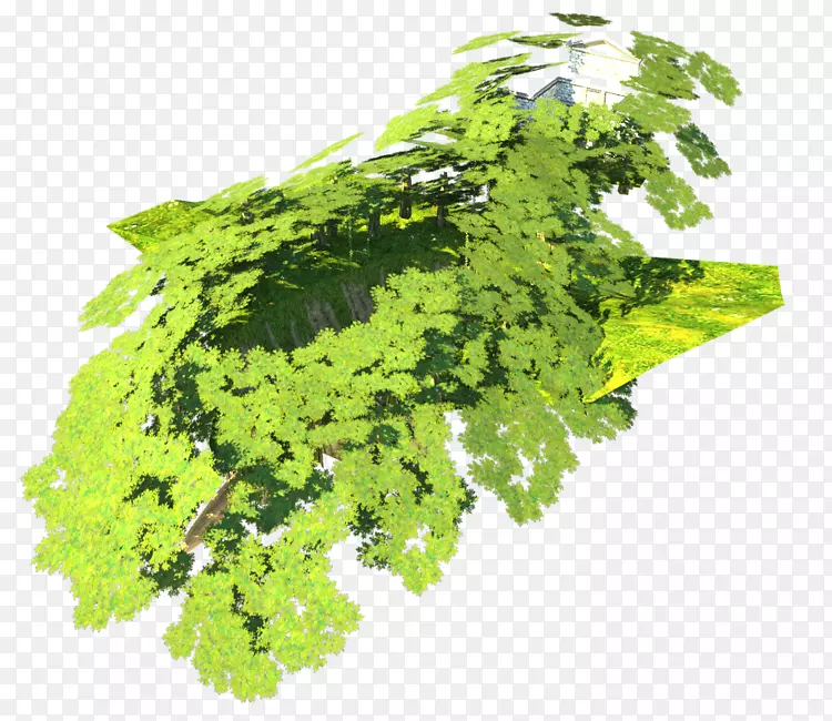 ��ľҶ�߲˲ݱ�ֲ��-������