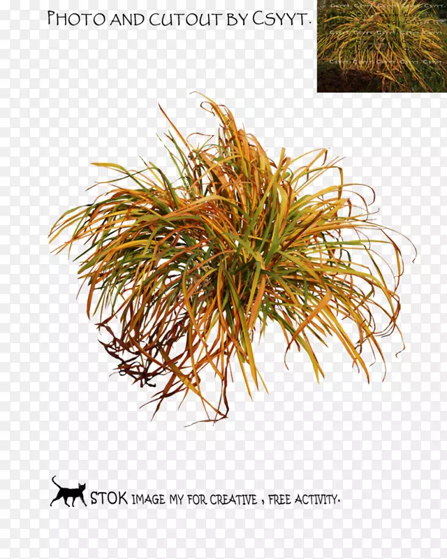 �̱�����Ʒ��-Ҷ-������