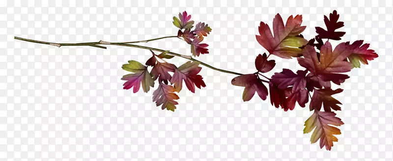 Ҷ��-Ҷ-������