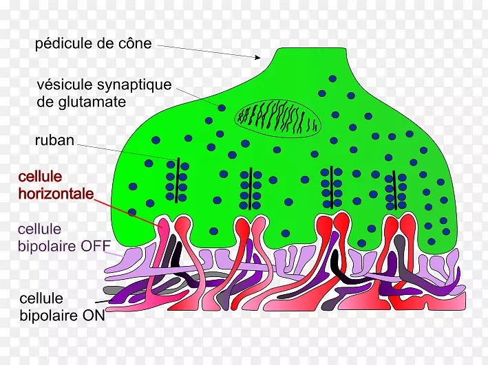 ��ͨͼ�����-������