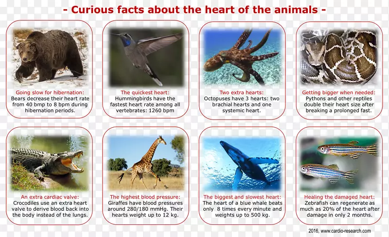 ���涯��Ⱥ��̬������-����-������