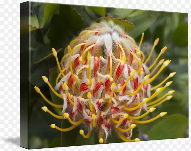 �Ǵ�֩�뻨��д-������