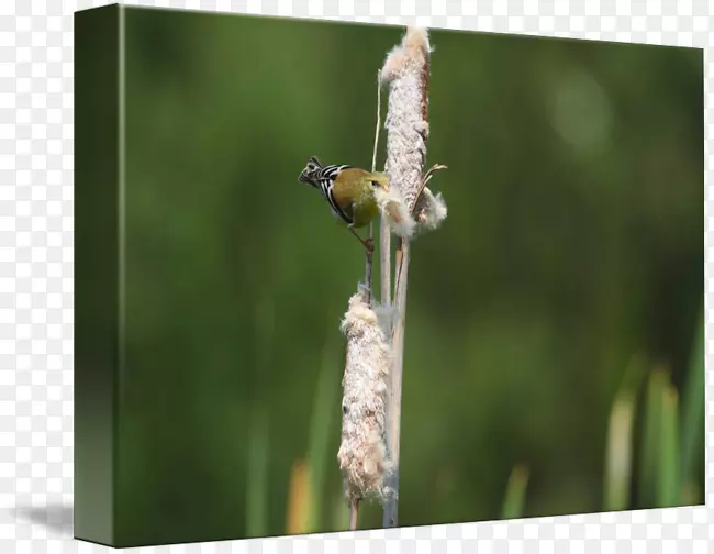 �������洫��ֲ�ﾥ����-������