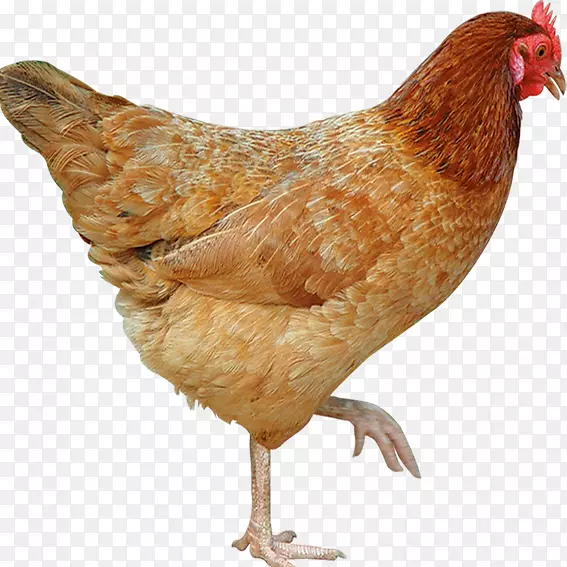 ����é˹ʯ��-������