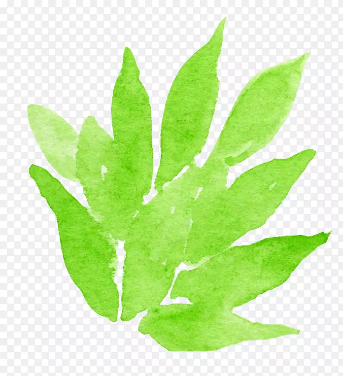 ˮ�ʻ����ʻ�ˮ�ʻ���Ҷ��-������