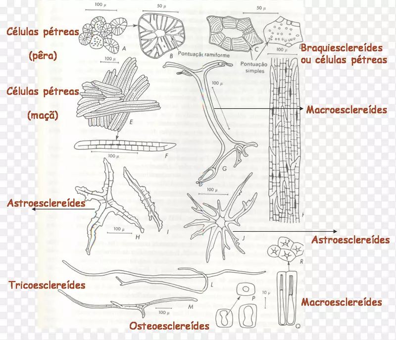 ֽ���������-������