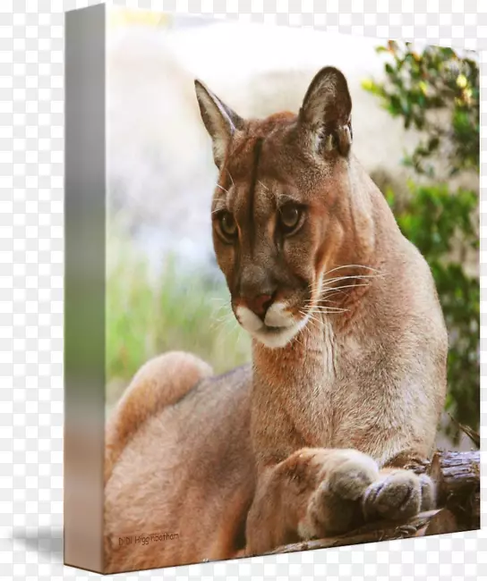 ����ʨ�룬Ƥë�����ӣ�����ʨ���εκ�����-������