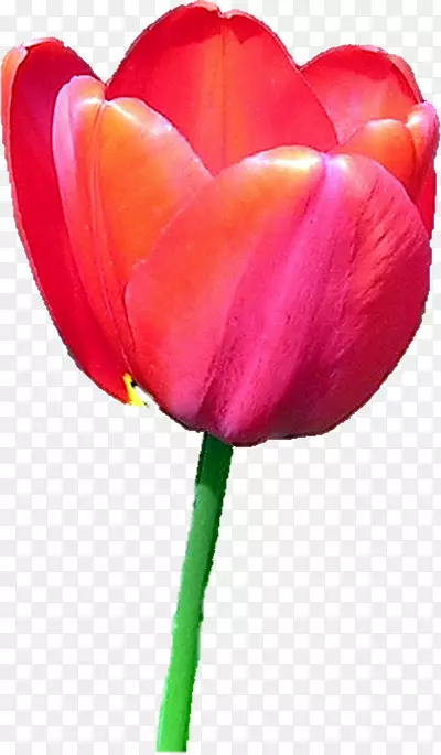 �����㻨ͼ��-������-������