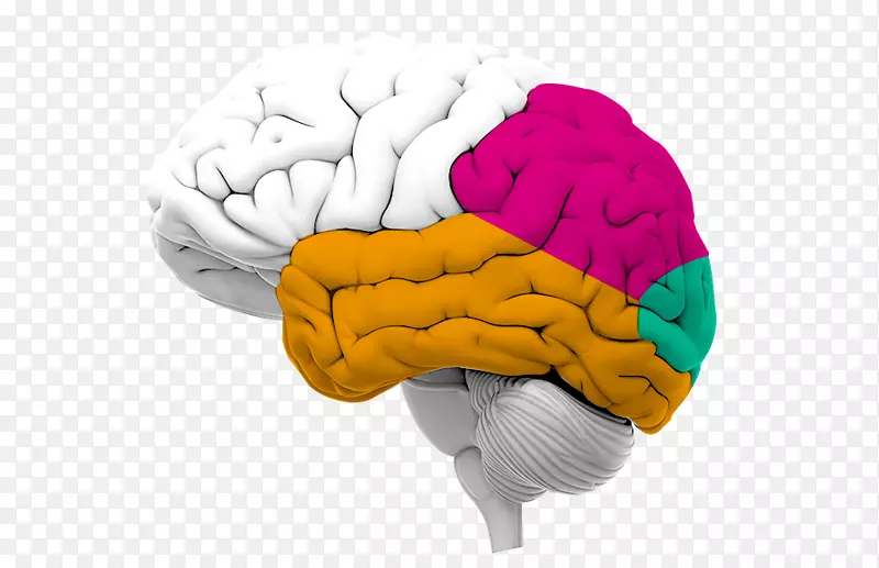 ���Թ��ܿ�ѧ�Ҳɷ�-��-������