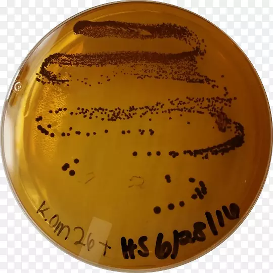 �¿���˹��ѧ��˹͡��У������ݷ�����ѧ���ʻ��򹤳̻�����-������