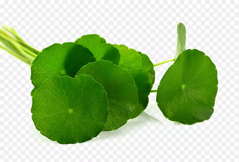 ��ѩ��Ҷ��ʳƷ-������