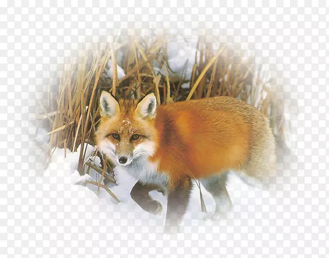 ����������룬ëƤ����-����-������