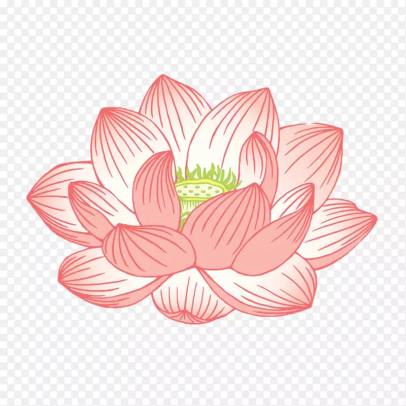 Nelumbo nucifera����������ͼ-����-������