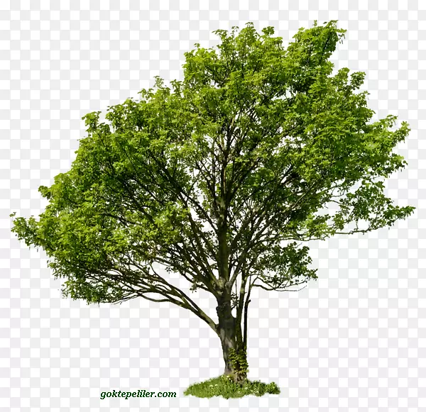 ��֦������-��-������