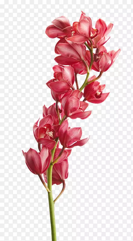 �л��������껨-������