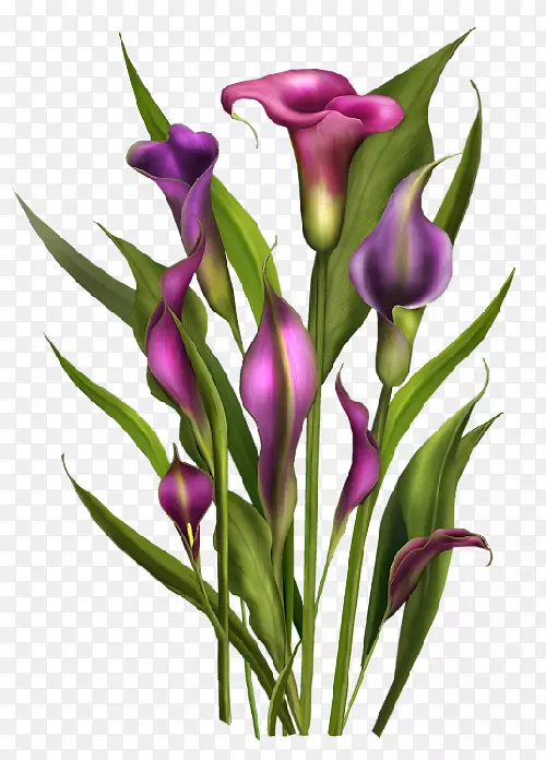 ���ܲ��ͼ�����-��-������