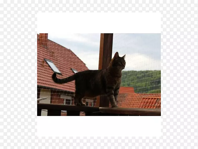 ����è���Ա������.è-������