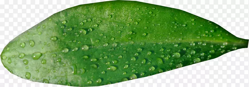 ҶƬˮ������ѹ��-����Ҷ-������