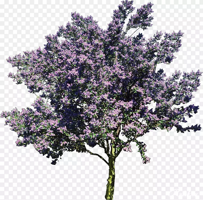 ��ľľ��ֲ����ܲ������Լ��ļҷ��ز�-������