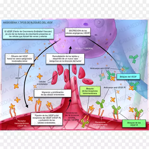 Ѫ������Ѫ����Ƥ��������VEGF��������ѧѪ��-������