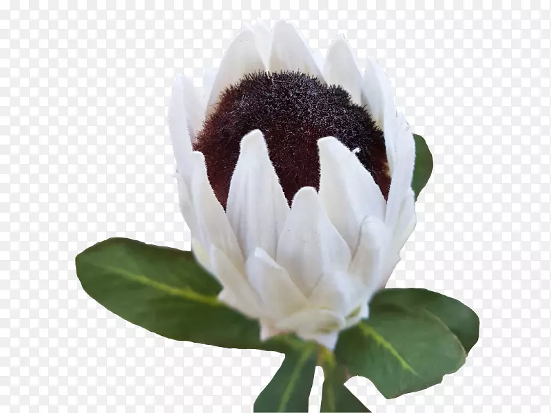 ����ֲ��-���׻�-������