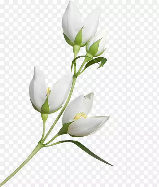 ������ƣ��л���ѿ��С֦��ֲ�ﾥ���-������