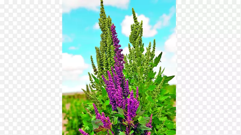 ޹�²ݹ�ľ��-������