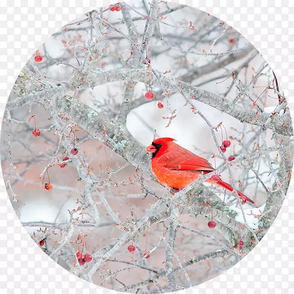 ʥ����װ��֧-ʥ����-������