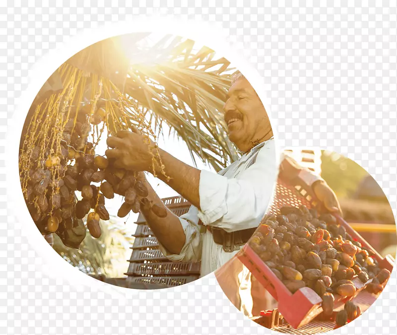 ʳ��-������