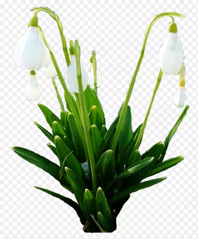 ѩ�δ����л�ֲ�ﾥ�����-������